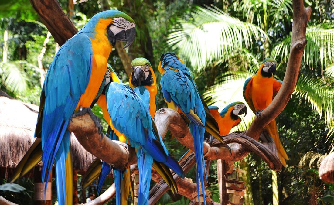 parque-de-aves-brasil